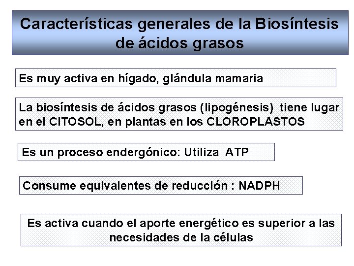Características generales de la Biosíntesis de ácidos grasos Es muy activa en hígado, glándula