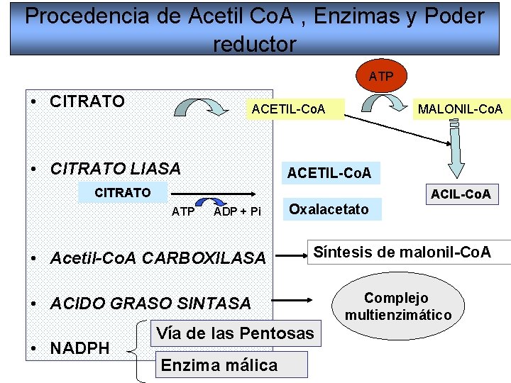 Procedencia de Acetil Co. A , Enzimas y Poder reductor ATP • CITRATO ACETIL-Co.