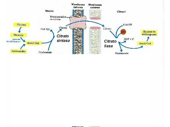 Citrato sintasa Citrato liasa 