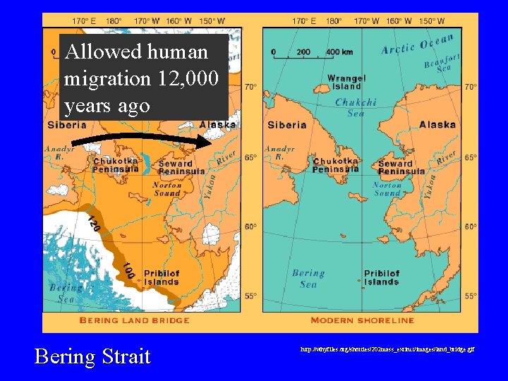 Allowed human migration 12, 000 years ago Bering Strait http: //whyfiles. org/shorties/202 mass_extinct/images/land_bridge. gif