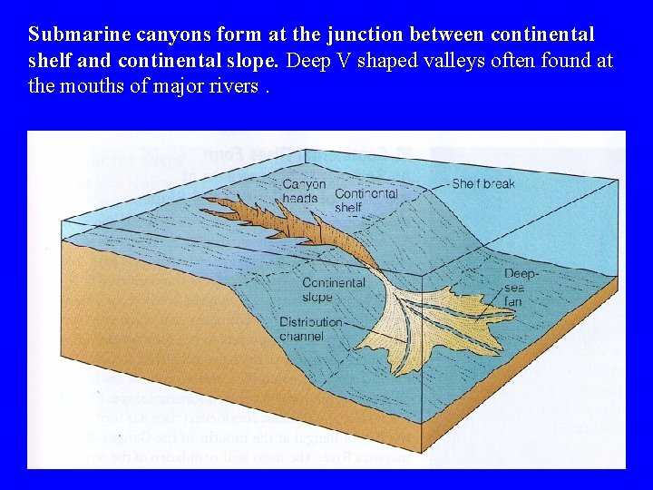 Submarine canyons form at the junction between continental shelf and continental slope. Deep V
