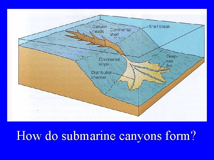 Submarine canyons cut into the continental shelf and slope, often terminating on the deep