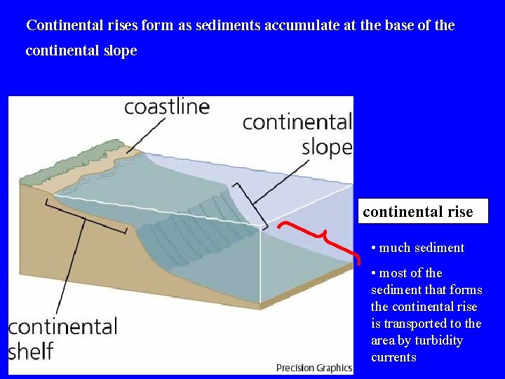 Continental rises form as sediments accumulate at the base of the continental slope continental