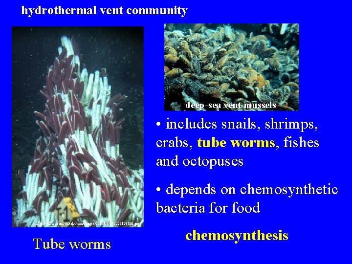 hydrothermal vent community deep-sea vent mussels • includes snails, shrimps, crabs, tube worms, fishes
