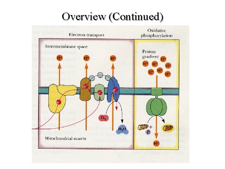 Overview (Continued) Overview (Continued)