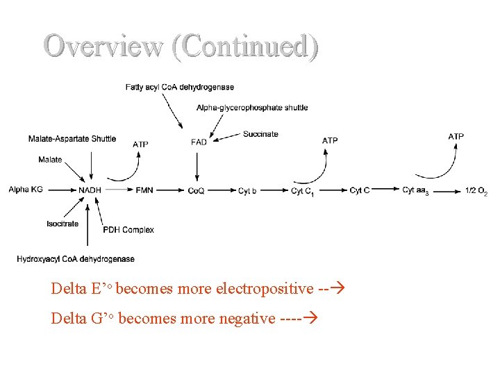 Overview (Continued) D Delta E’o becomes more electropositive -- Delta G’o becomes more negative Overview (Continued) D Delta E’o becomes more electropositive -- Delta G’o becomes more negative