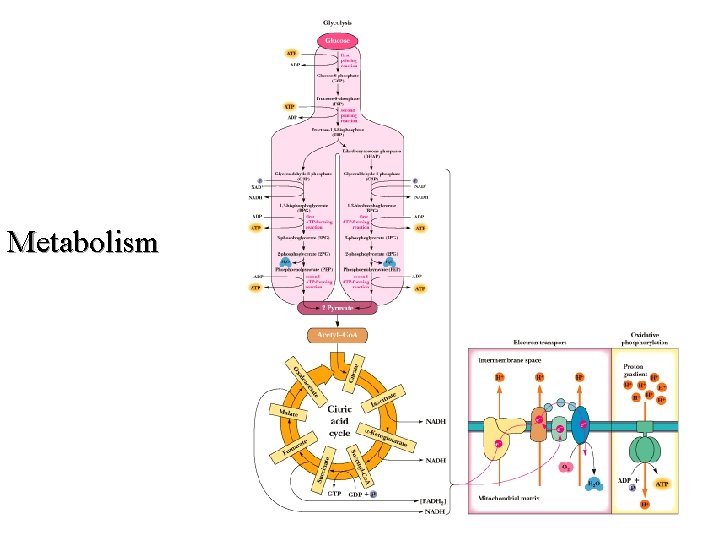 Metabolism Metabolism