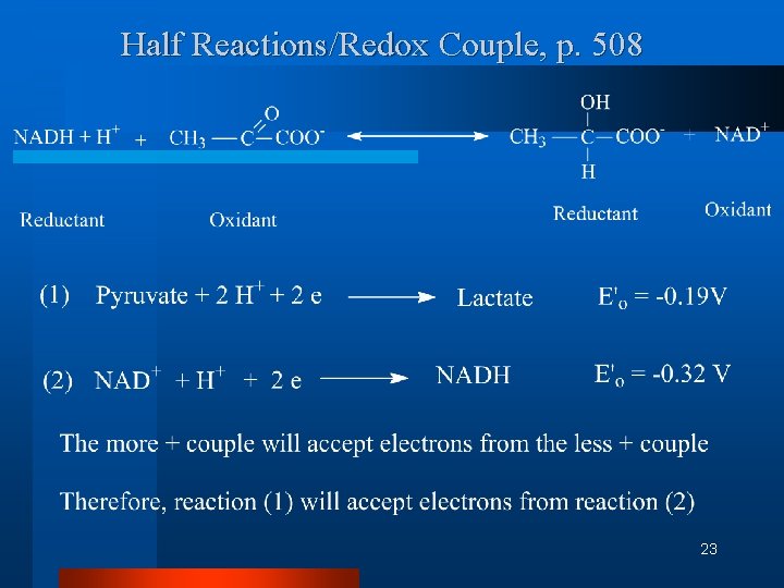 Half Reactions/Redox Couple, p. 508 23 Half Reactions/Redox Couple, p. 508 23
