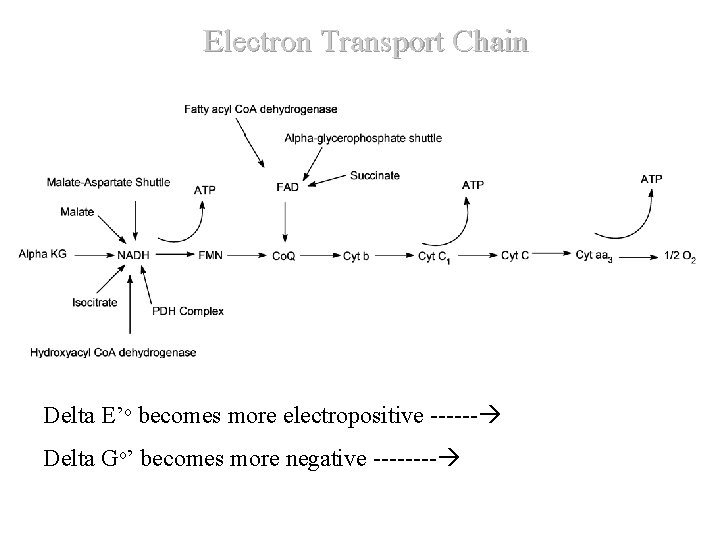 Electron Transport Chain Delta E’o becomes more electropositive ------ Delta Go’ becomes more negative Electron Transport Chain Delta E’o becomes more electropositive ------ Delta Go’ becomes more negative
