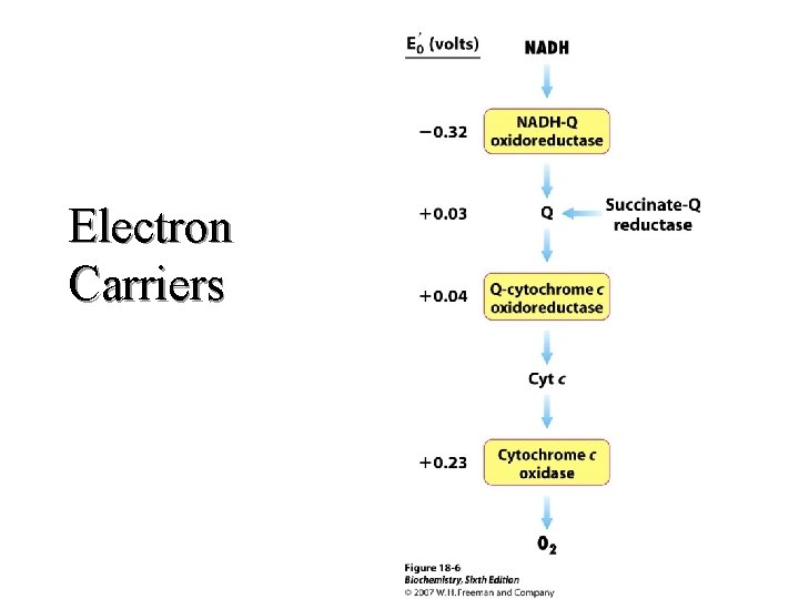 Electron Carriers Electron Carriers