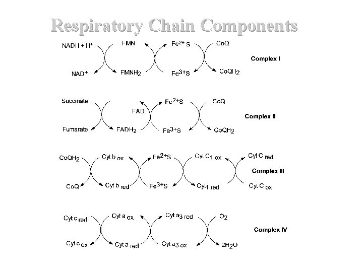 Respiratory Chain Components Respiratory Chain Components