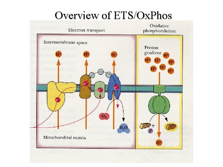 Overview of ETS/Ox. Phos Overview of ETS/Ox. Phos