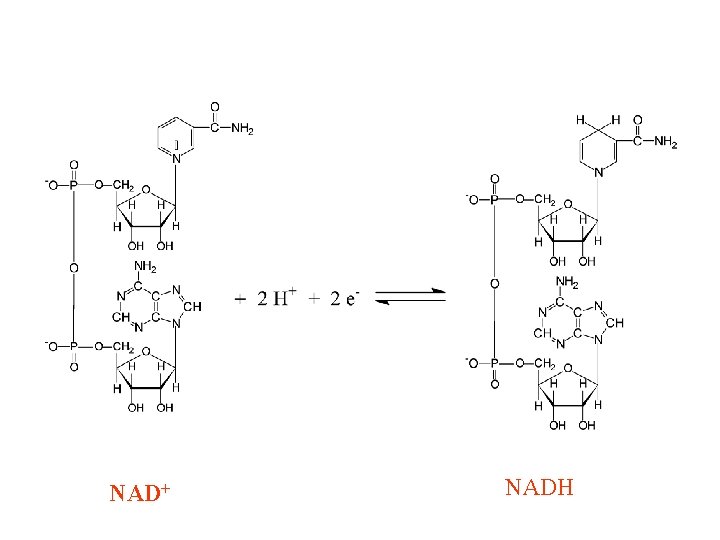 + NADH + NADH