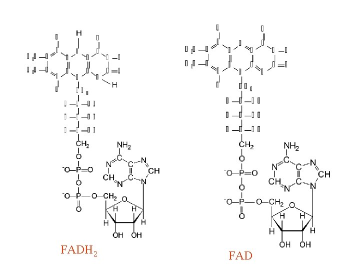 FADH 2 FAD FADH 2 FAD
