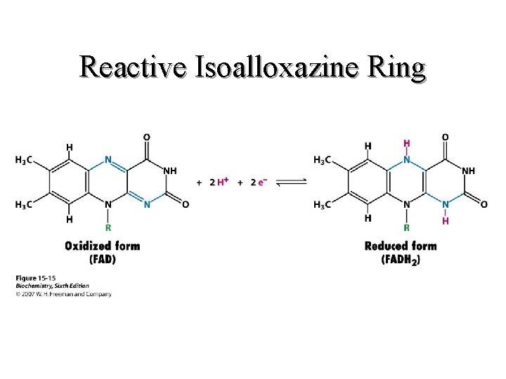 Reactive Isoalloxazine Ring Reactive Isoalloxazine Ring