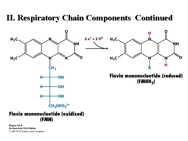 II. Respiratory Chain Components Continued II. Respiratory Chain Components Continued