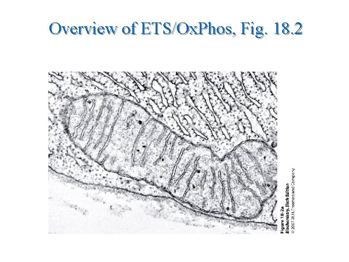 Overview of ETS/Ox. Phos, Fig. 18. 2 Overview of ETS/Ox. Phos, Fig. 18. 2