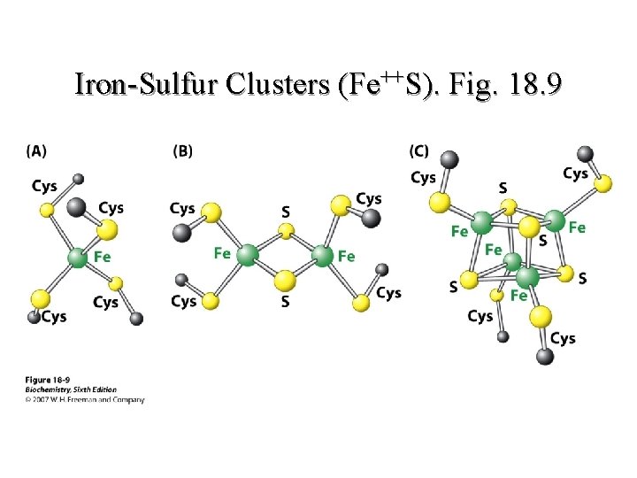 Iron-Sulfur Clusters (Fe++S). Fig. 18. 9 Iron-Sulfur Clusters (Fe++S). Fig. 18. 9