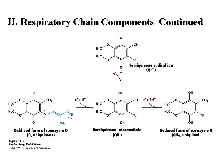 II. Respiratory Chain Components Continued II. Respiratory Chain Components Continued