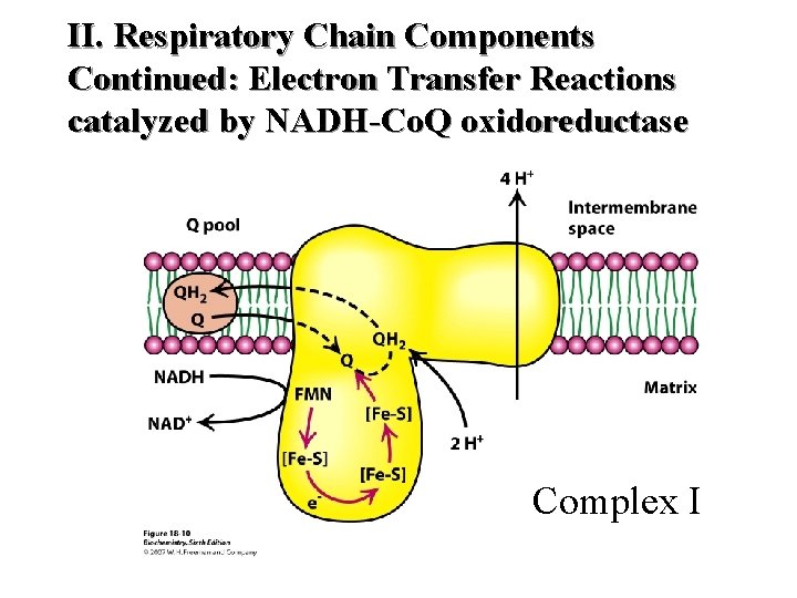 II. Respiratory Chain Components Continued: Electron Transfer Reactions catalyzed by NADH-Co. Q oxidoreductase Complex II. Respiratory Chain Components Continued: Electron Transfer Reactions catalyzed by NADH-Co. Q oxidoreductase Complex