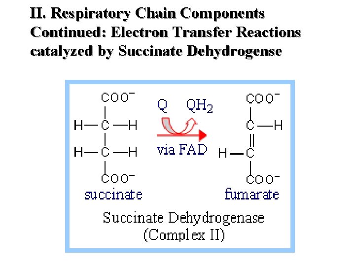 II. Respiratory Chain Components Continued: Electron Transfer Reactions catalyzed by Succinate Dehydrogense II. Respiratory Chain Components Continued: Electron Transfer Reactions catalyzed by Succinate Dehydrogense
