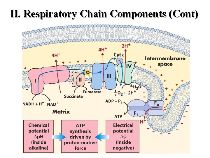 II. Respiratory Chain Components (Cont) II. Respiratory Chain Components (Cont)