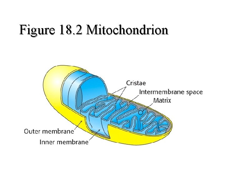 Figure 18. 2 Mitochondrion Figure 18. 2 Mitochondrion