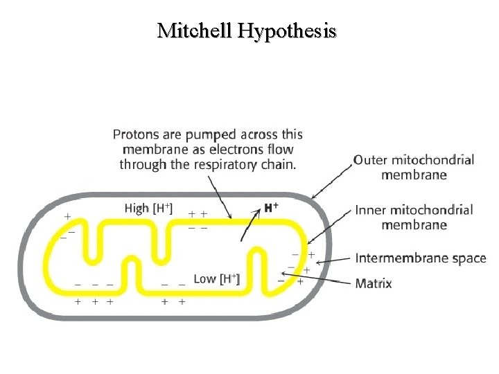 Mitchell Hypothesis Mitchell Hypothesis
