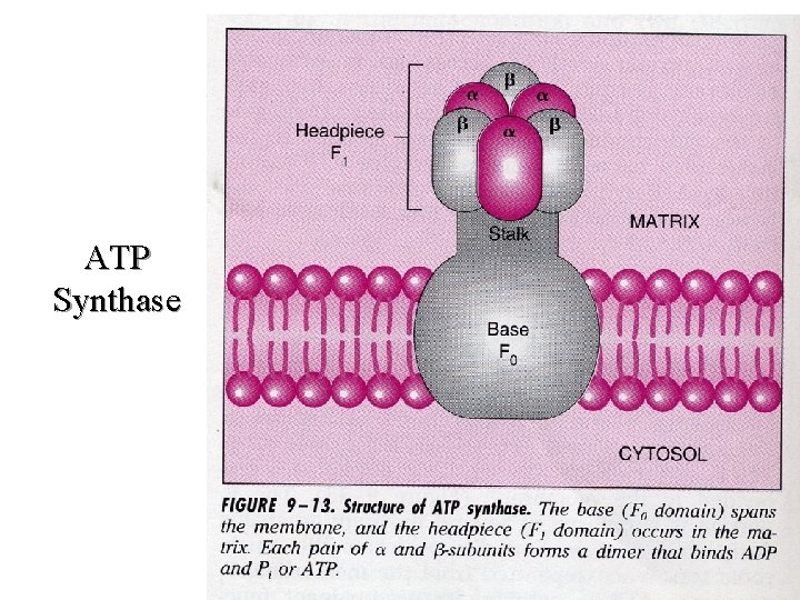 ATP Synthase ATP Synthase