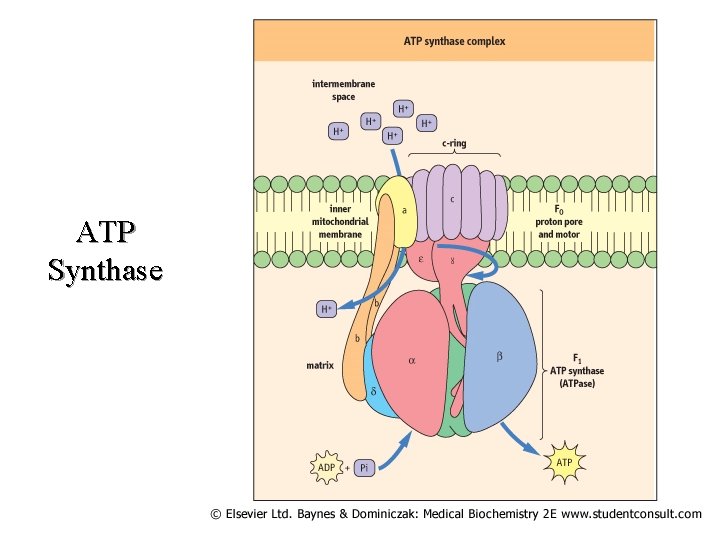 ATP Synthase ATP Synthase