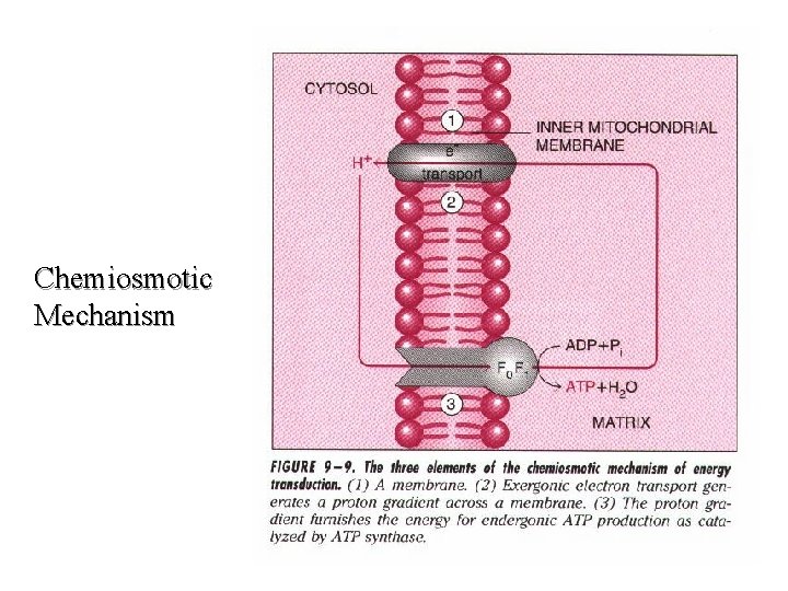 Chemiosmotic Mechanism Chemiosmotic Mechanism