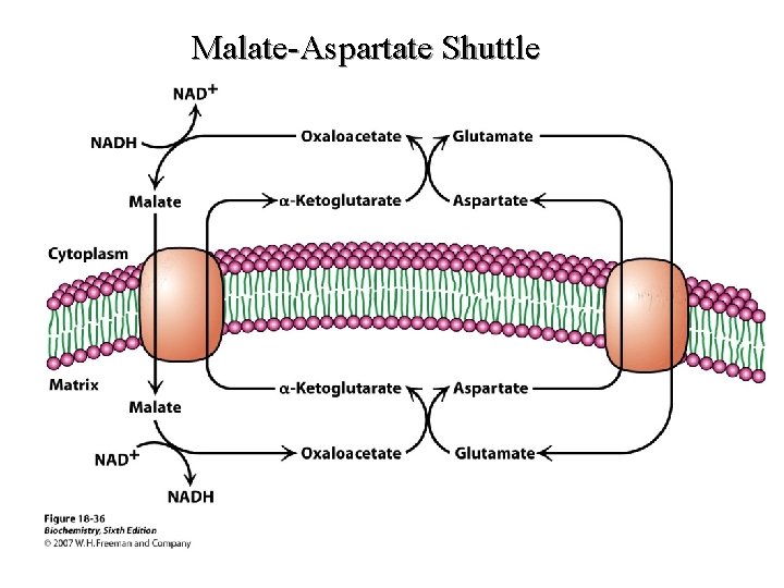 Malate-Aspartate Shuttle Malate-Aspartate Shuttle