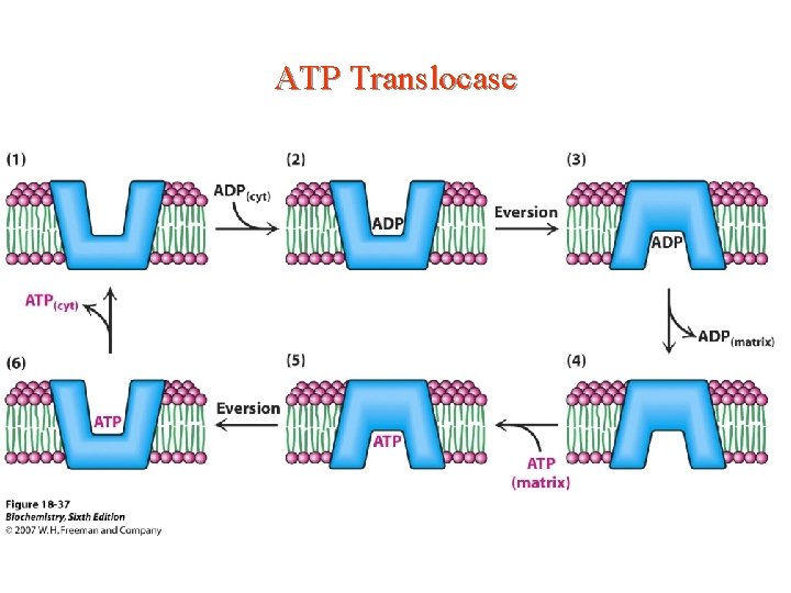 ATP Translocase ATP Translocase