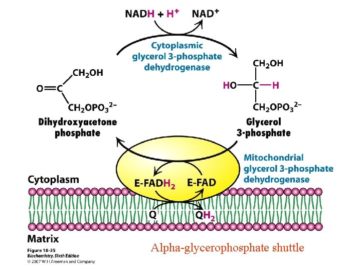 Alpha-Glycerol Phosphate Shuttle Alpha-glycerophosphate shuttle Alpha-Glycerol Phosphate Shuttle Alpha-glycerophosphate shuttle