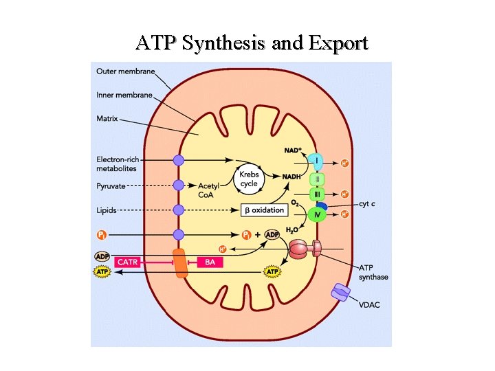 ATP Synthesis and Export ATP Synthesis and Export