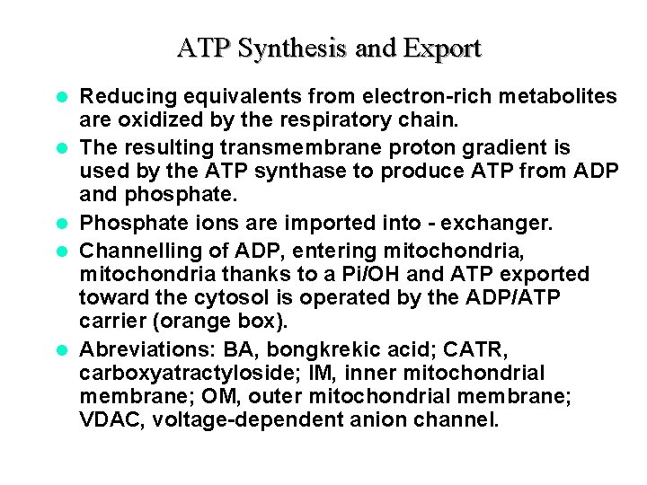 ATP Synthesis and Export l l l Reducing equivalents from electron-rich metabolites are oxidized ATP Synthesis and Export l l l Reducing equivalents from electron-rich metabolites are oxidized