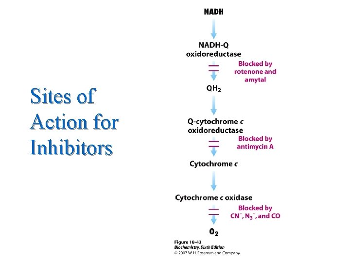 Sites of Action for Inhibitors Sites of Action for Inhibitors
