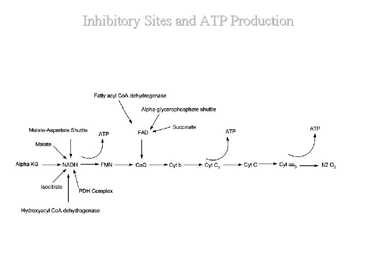Inhibitory Sites and ATP Production Inhibitory Sites and ATP Production