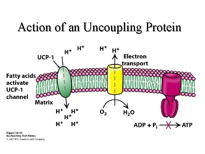 Action of an Uncoupling Protein Action of an Uncoupling Protein