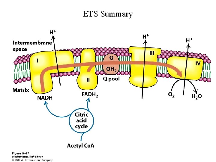 ETS Summary ETS Summary