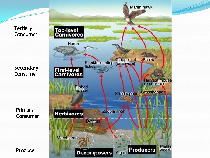 Tertiary Consumer Secondary Consumer Primary Consumer Producer 