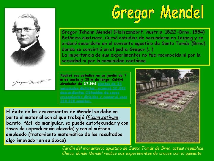 Gregor Johann Mendel (Heinzendorf, Austria, 1822 -Brno, 1884) Botánico austriaco. Cursó estudios de secundaria