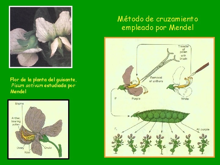 Método de cruzamiento empleado por Mendel Flor de la planta del guisante, Pisum sativum