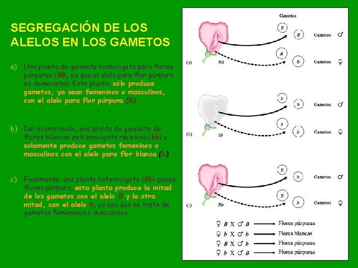 SEGREGACIÓN DE LOS ALELOS EN LOS GAMETOS a) Una planta de guisante homocigota para