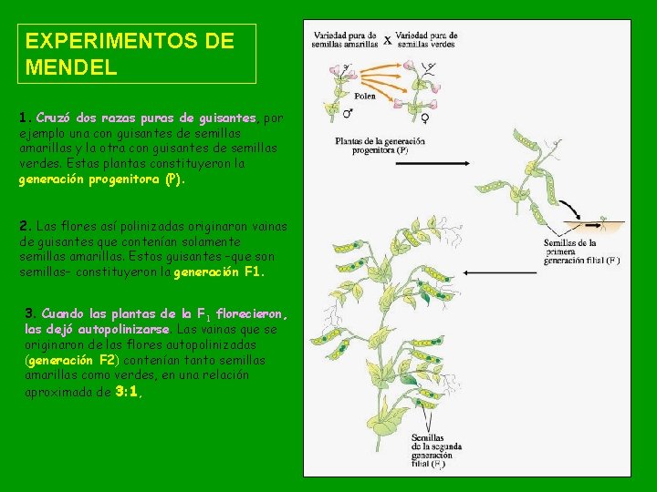 EXPERIMENTOS DE MENDEL 1. Cruzó dos razas puras de guisantes, por ejemplo una con