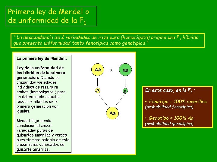 Primera ley de Mendel o de uniformidad de la F 1 “ La descendencia