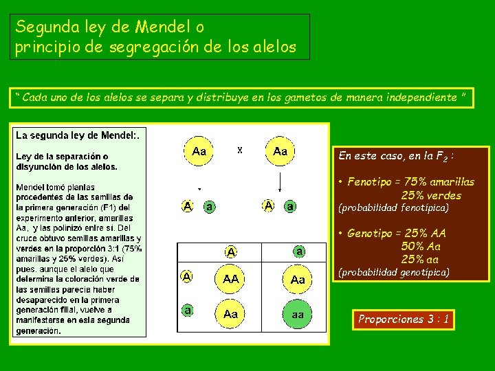 Segunda ley de Mendel o principio de segregación de los alelos “ Cada uno