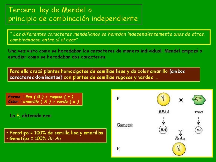Tercera ley de Mendel o principio de combinación independiente “ Los diferentes caracteres mendelianos