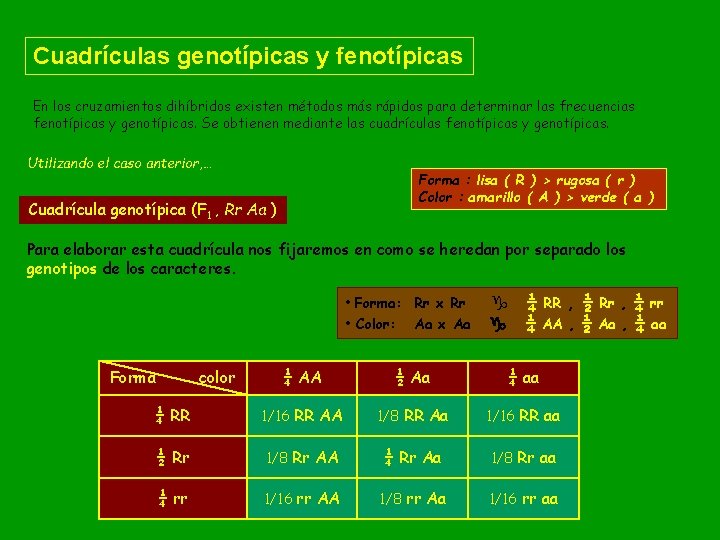 Cuadrículas genotípicas y fenotípicas En los cruzamientos dihíbridos existen métodos más rápidos para determinar