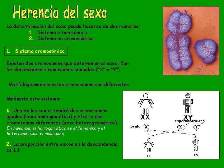 La determinación del sexo puede hacerse de dos maneras: 1. Sistema cromosómico 2. Sistema